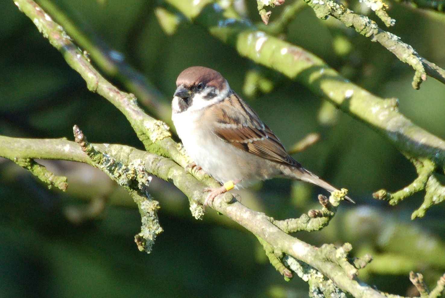 Thumbnail for the post titled: Webinar: Big Farmland Bird Count – all you need to know