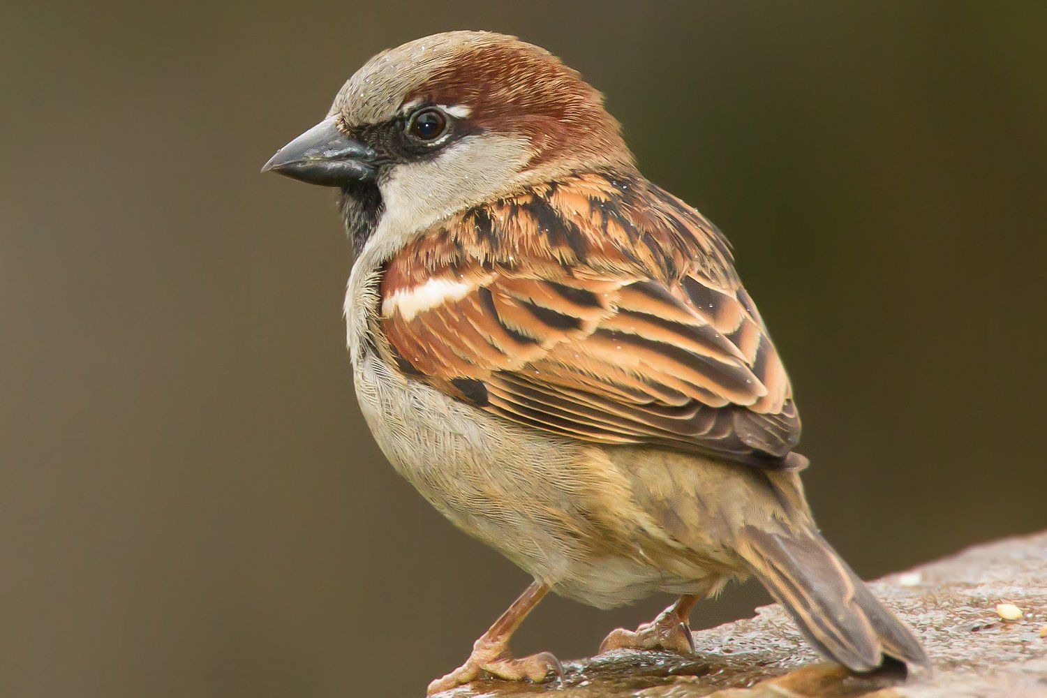 essay about house sparrow in english