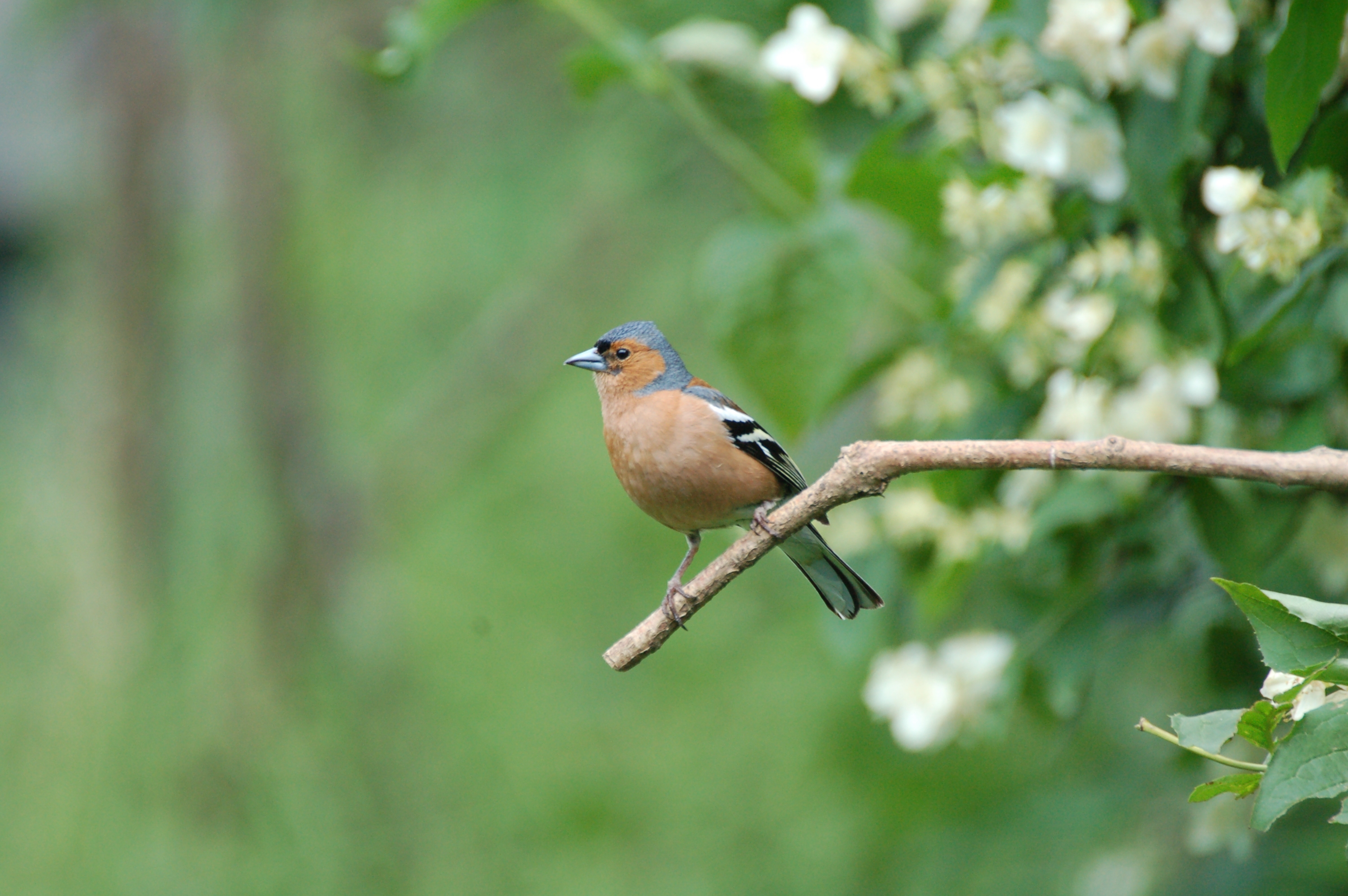 Thumbnail for the post titled: Land managers play a “crucial role” in UK songbird survival