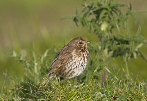 Thumbnail for the post titled: The Big Farmland Bird Count is back, back, back!