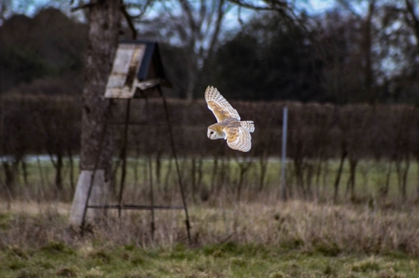 Thumbnail for the post titled: The Big Farmland Bird Count is here – time to do your bit