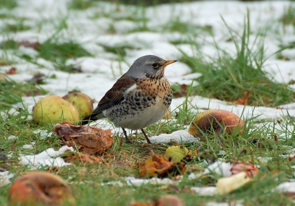 Thumbnail for the post titled: The 2020 Big Farmland Bird Count needs your support