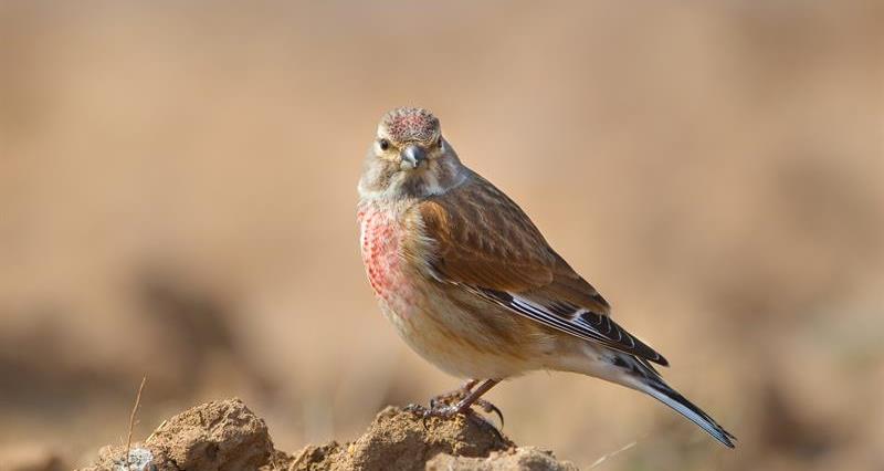 Thumbnail for the post titled: CFE to host two Big Farmland Bird Count workshops