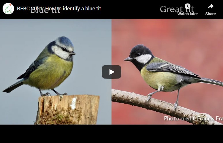 Thumbnail for the post titled: New Bird ID Videos for 2021