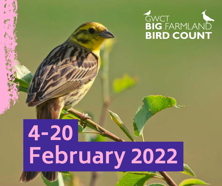 Thumbnail for the post titled: Take part in the GWCT Big Farmland Bird Count and make a real difference to the UK’s songbirds