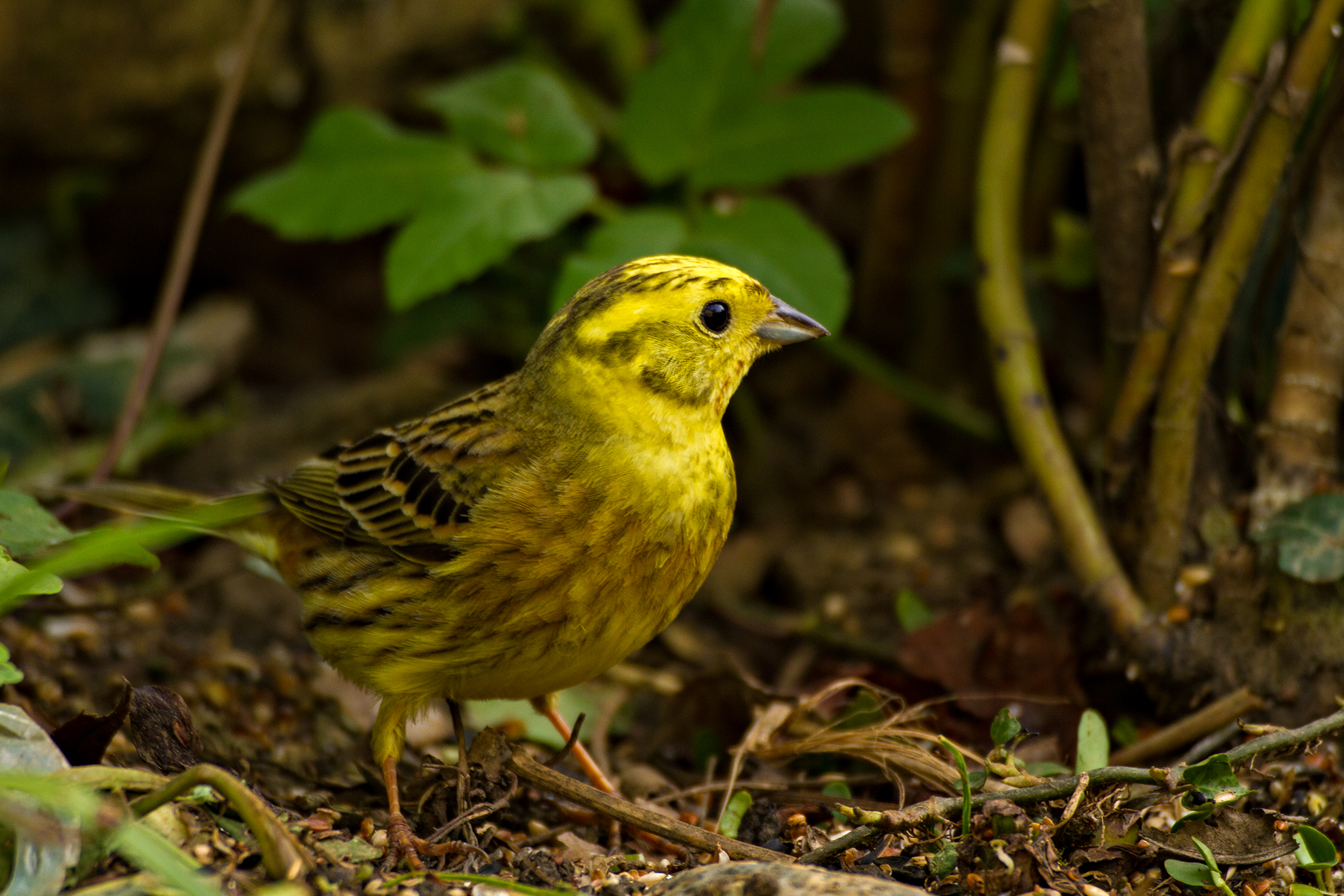 Thumbnail for the post titled: “One of the most enjoyable and beneficial half hours of the year” – the GWCT Big Farmland Bird Count