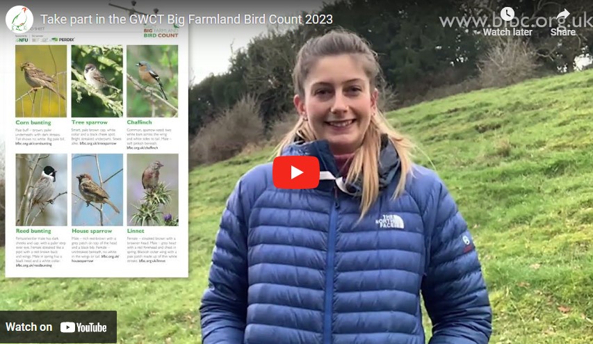 Thumbnail for the post titled: We have lift off! The GWCT Big Farmland Bird Count 2023 gets under way