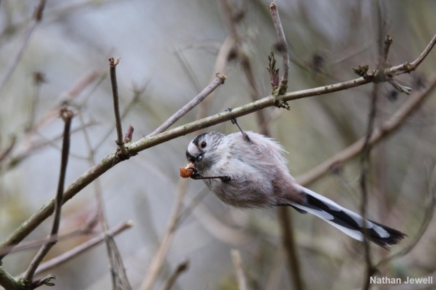 Thumbnail for the post titled: 2023 GWCT Big Farmland Bird Count results highlight the conservation work done by thousands of land managers