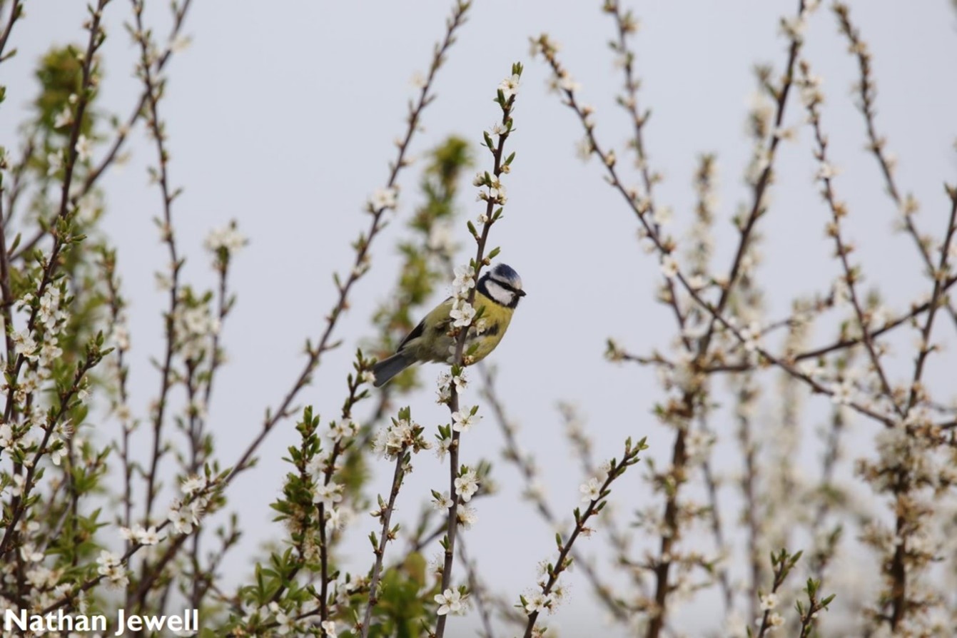 Thumbnail for the post titled: Waders, wildfowl and songbirds: insight from the 2023 Big Farmland Bird Count