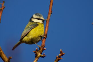 Thumbnail for the post titled: Join the Big Farmland Bird Count as it enters another decade