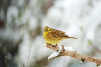 Thumbnail for the post titled: The Big Farmland Bird Count needs your help and ‘the rewards are immeasurable’